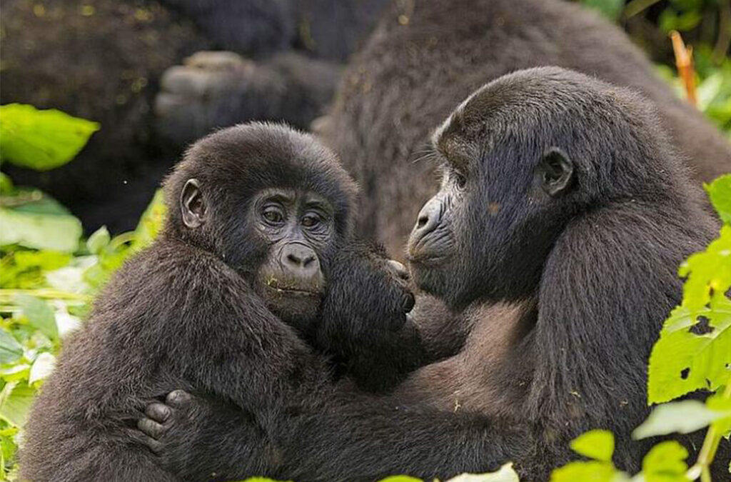 Major Questions About Uganda Gorilla & Safari Tours