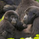 Major Questions About Uganda Gorilla & Safari Tours
