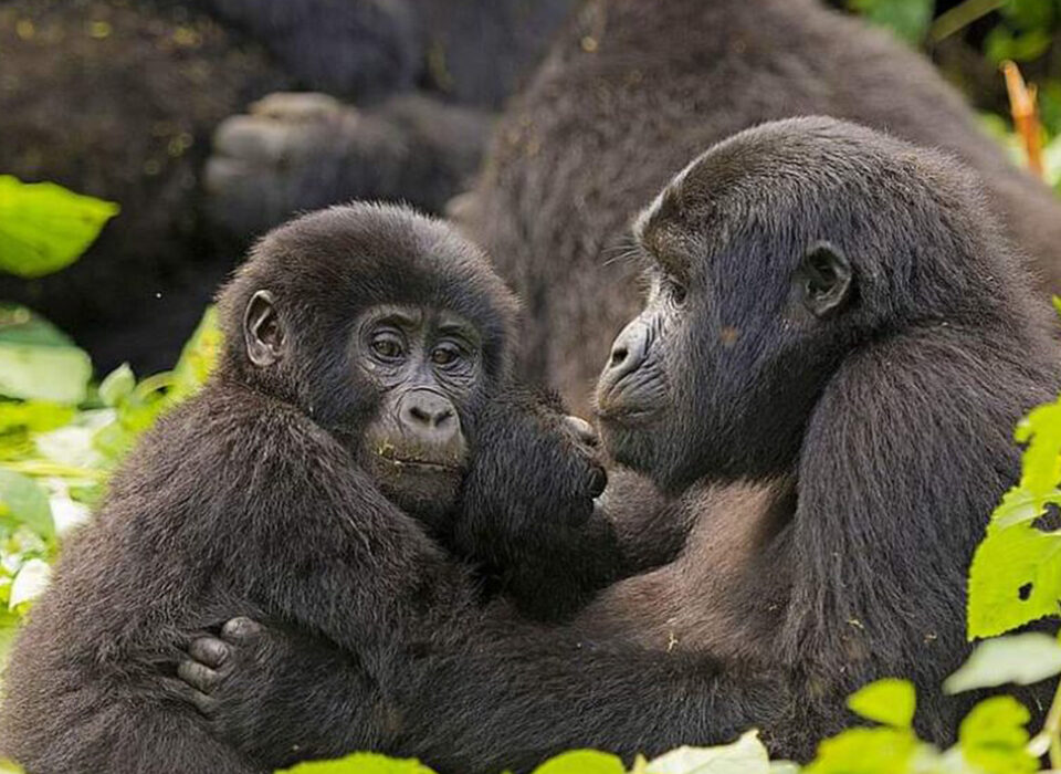 Major Questions About Uganda Gorilla & Safari Tours