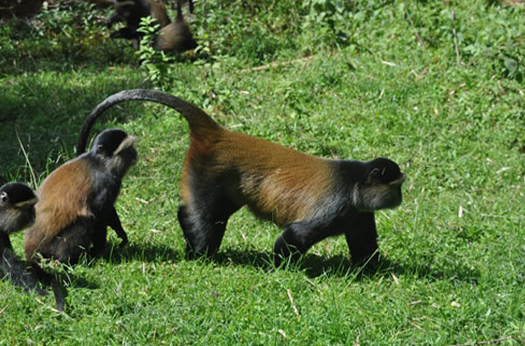 Comparing Mountain Gorillas and Golden Monkeys in the Virunga Conservation Area