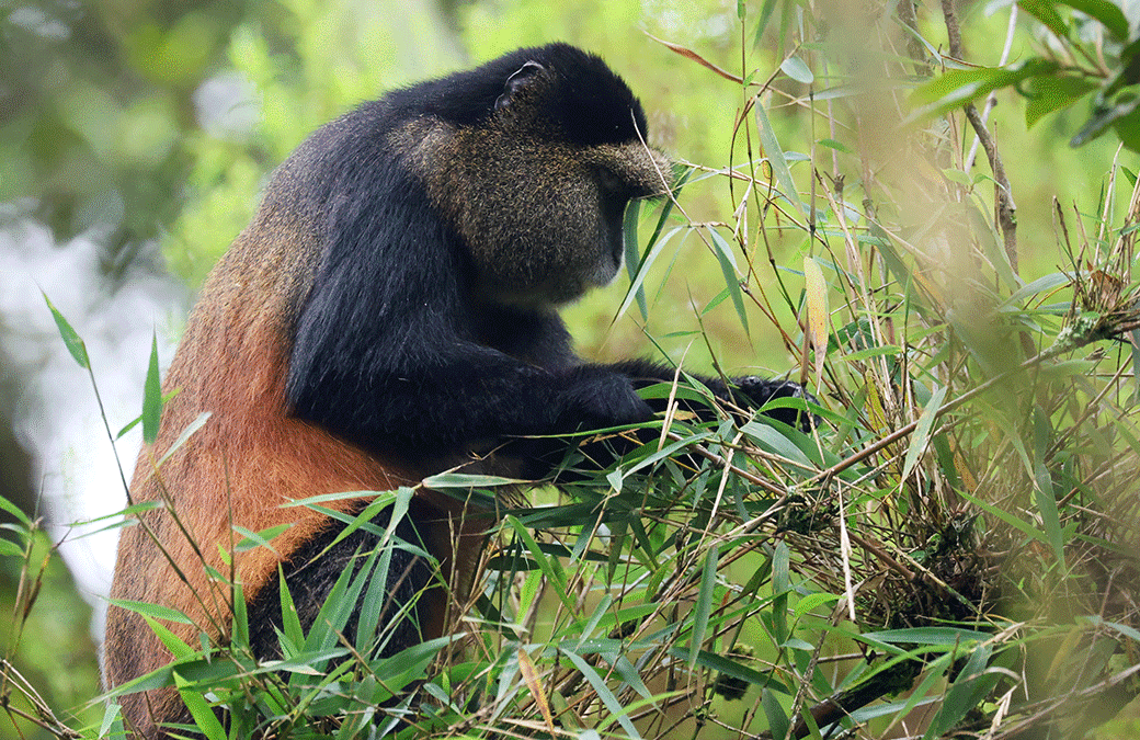 Golden Monkey Tracking Mgahinga