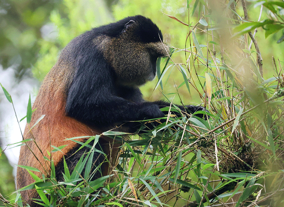 Golden Monkey Tracking Mgahinga