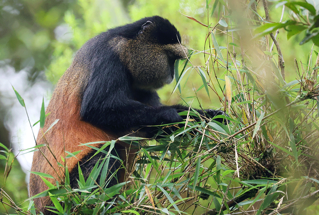 Golden Monkey Tracking Mgahinga