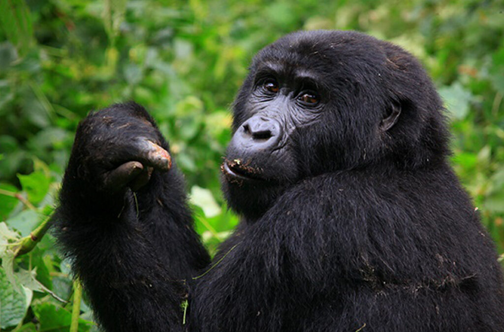 Can You Go on a Trekking Safari with Chimpanzees and Gorillas Together?