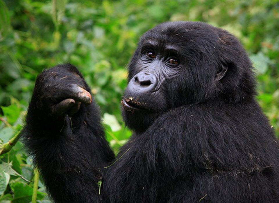 Can You Go on a Trekking Safari with Chimpanzees and Gorillas Together?