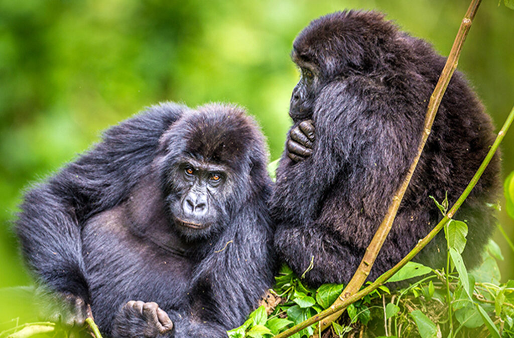 Conservation-Focused Gorilla Tours in Uganda