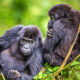 Conservation-Focused Gorilla Tours in Uganda