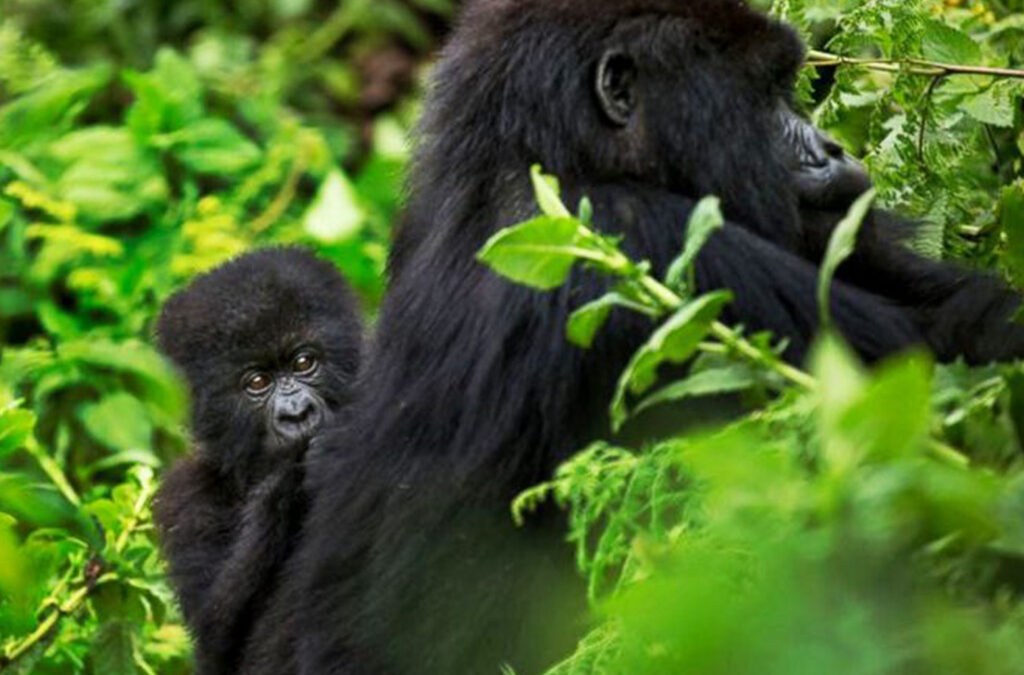 What Is Included in Uganda Safari Packages for Gorilla Trekking