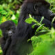 What Is Included in Uganda Safari Packages for Gorilla Trekking