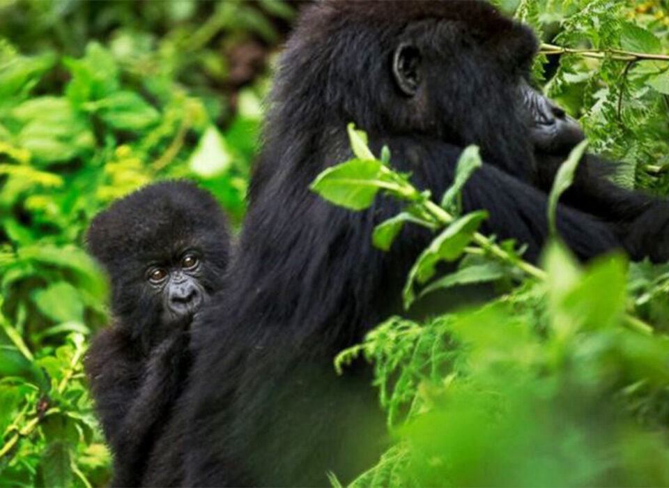 What Is Included in Uganda Safari Packages for Gorilla Trekking