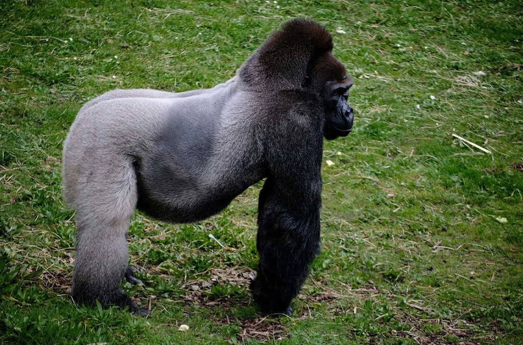 Gorilla Encounters on a Guided Trek in Uganda