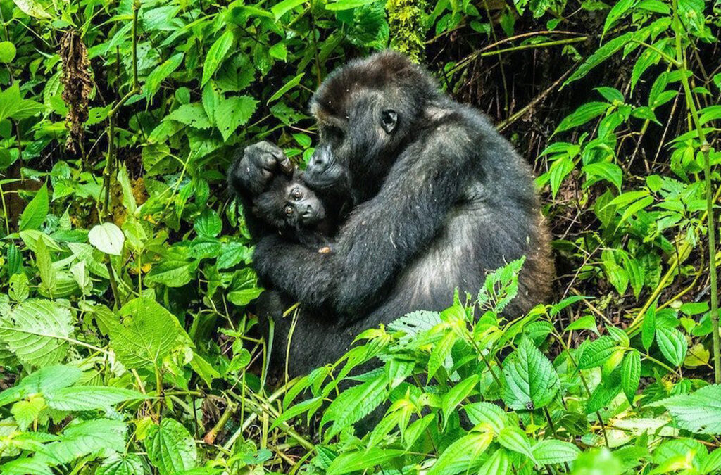 How Much Is Gorilla Trekking in Uganda in 2026?