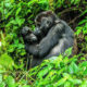How Much Is Gorilla Trekking in Uganda in 2026?