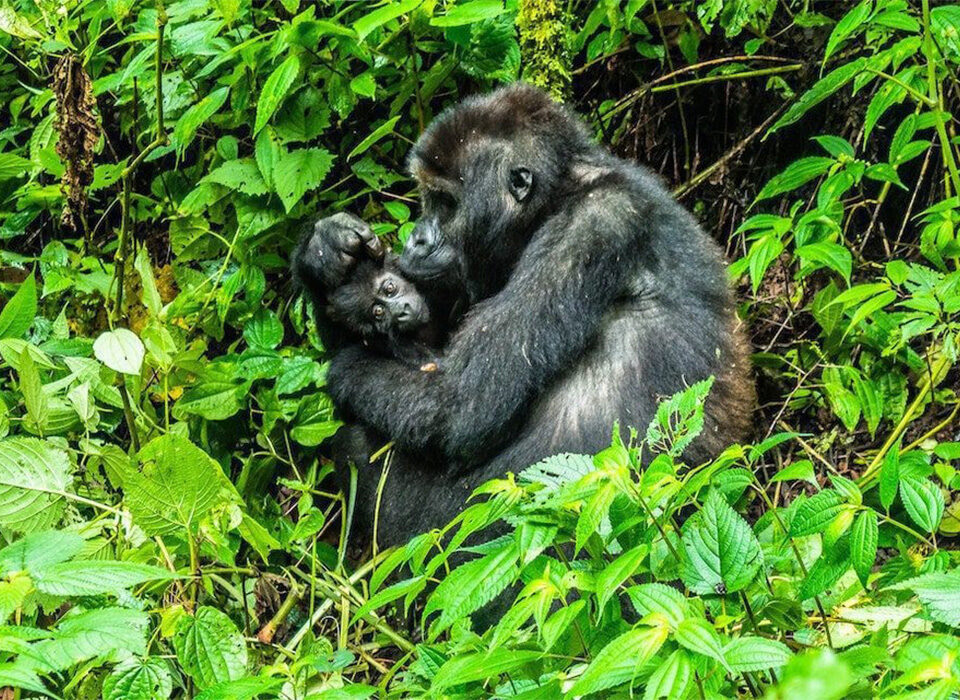 How Much Is Gorilla Trekking in Uganda in 2026?