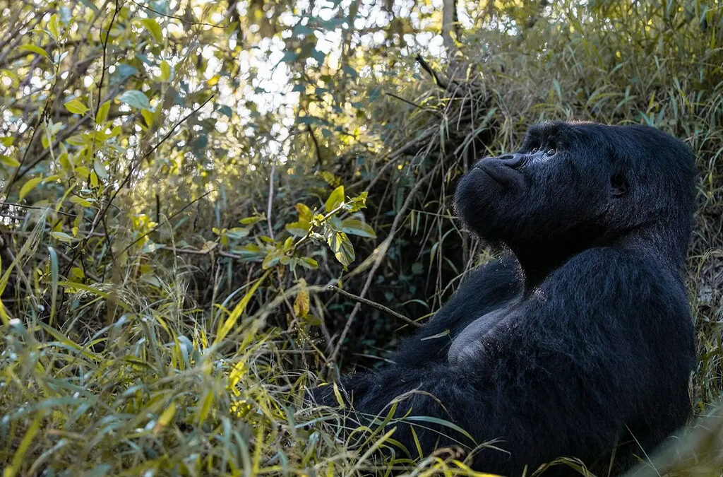 Uganda Safari Gorilla Trekking Permits Timing