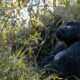 Uganda Safari Gorilla Trekking Permits Timing