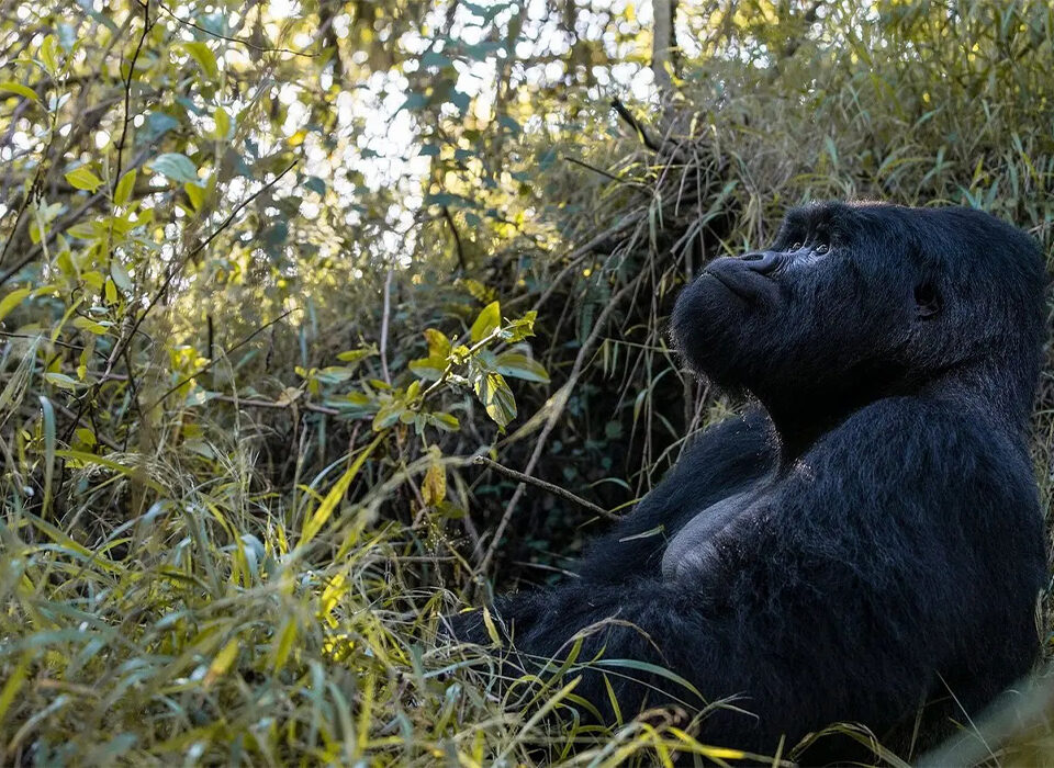 Uganda Safari Gorilla Trekking Permits Timing