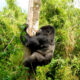 Why Gorilla Trekking Permits Are Required in Rwanda
