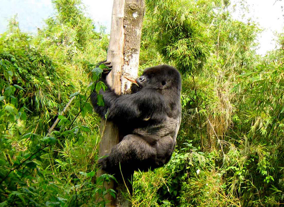 Why Gorilla Trekking Permits Are Required in Rwanda