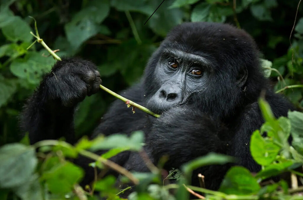 8 Days Uganda Rwanda Gorilla Trekking Safari