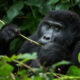 8 Days Uganda Rwanda Gorilla Trekking Safari