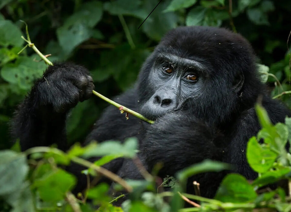 8 Days Uganda Rwanda Gorilla Trekking Safari