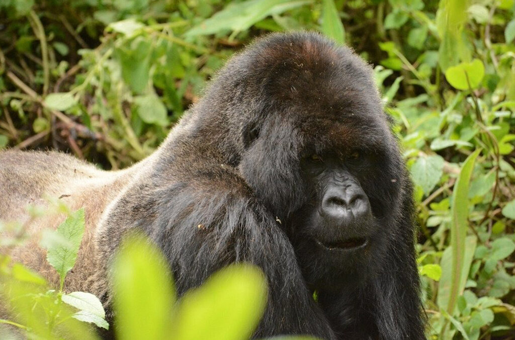 How Strong Is a Gorilla? Discover the Secrets of Silverback Gorillas