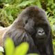 How Strong Is a Gorilla? Discover the Secrets of Silverback Gorillas