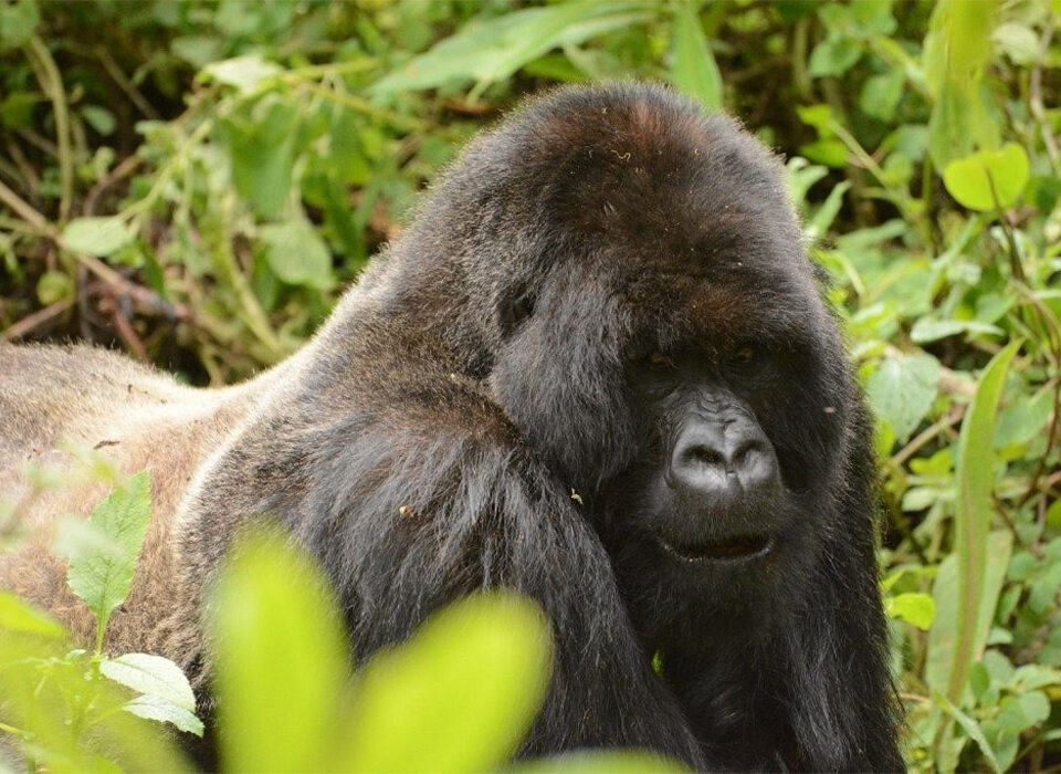 How Strong Is a Gorilla? Discover the Secrets of Silverback Gorillas