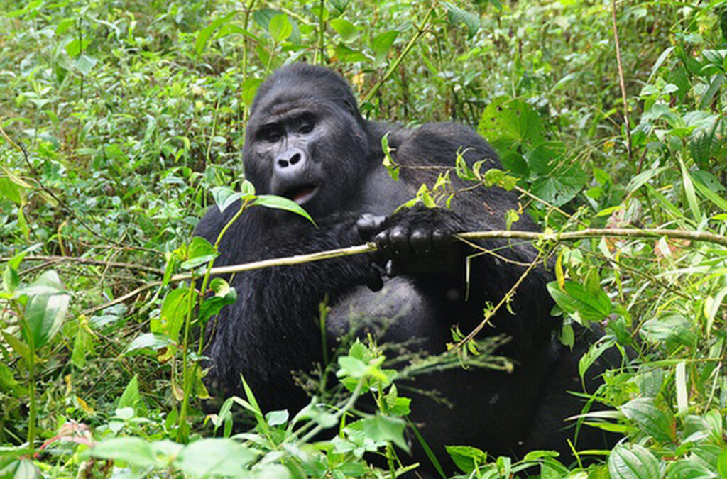 How Early Should You Depart Kigali to Bwindi for Gorilla Trekking?