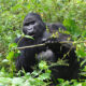 How Early Should You Depart Kigali to Bwindi for Gorilla Trekking?