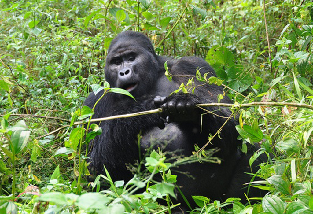 How Early Should You Depart Kigali to Bwindi for Gorilla Trekking?