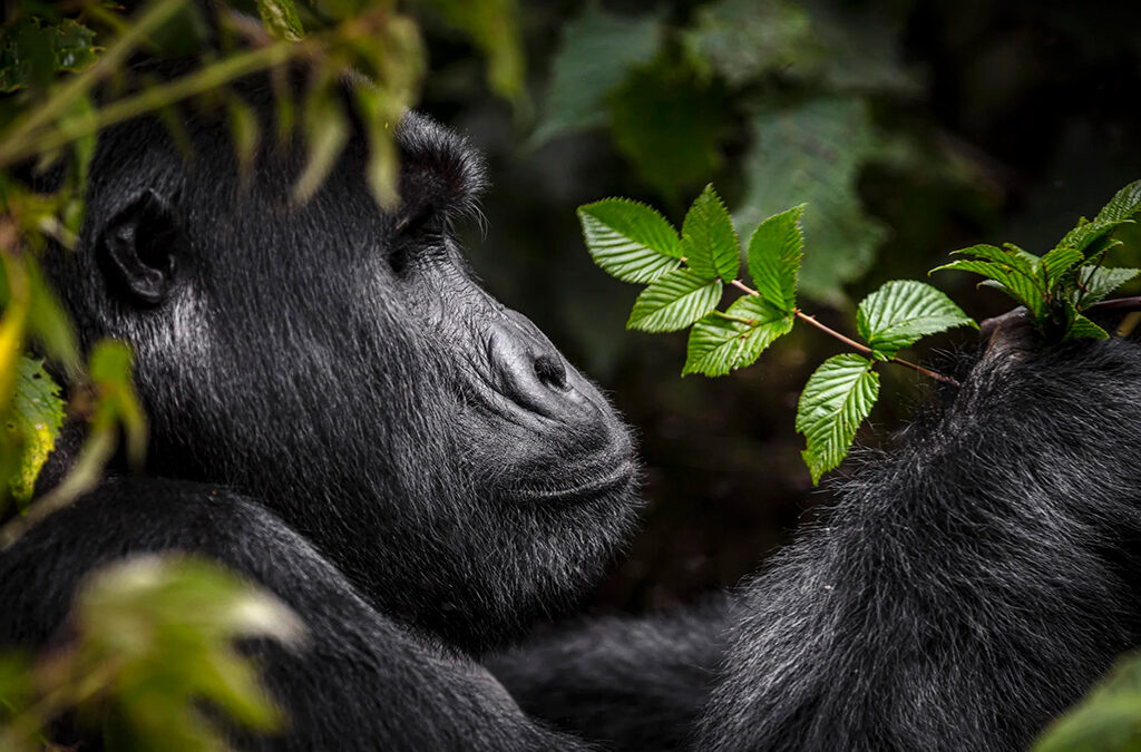 What Is the Simplest Gorilla Family to Trek in Uganda and Rwanda?