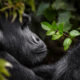 What Is the Simplest Gorilla Family to Trek in Uganda and Rwanda?