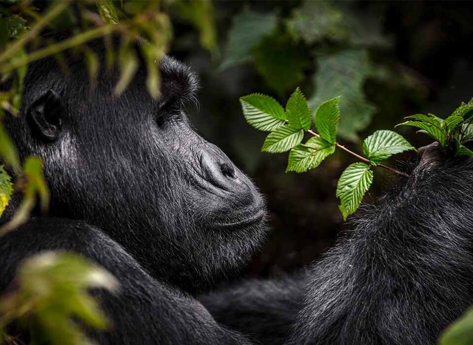 What Is the Simplest Gorilla Family to Trek in Uganda and Rwanda?
