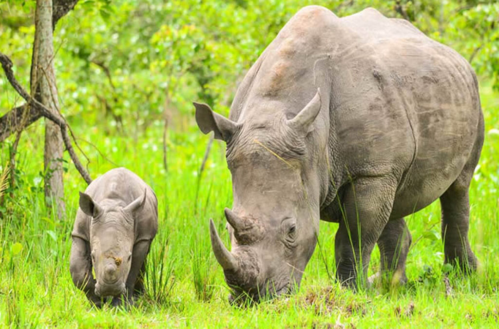 What Are the Five Types of Tourist Attractions in Uganda?