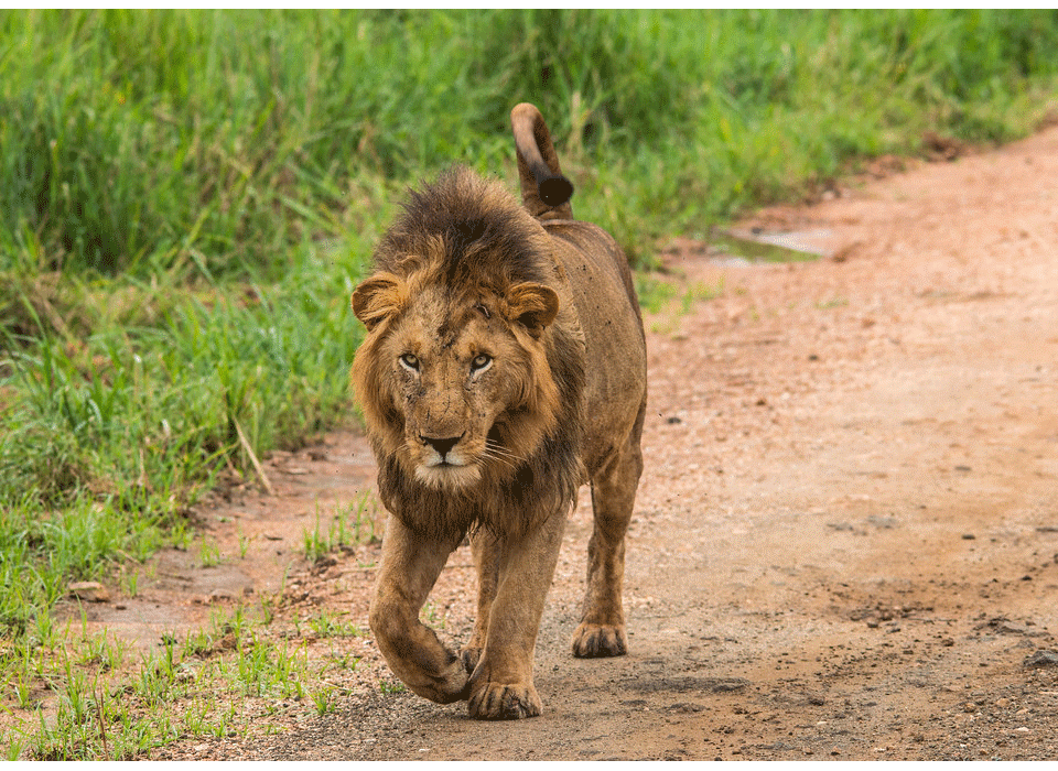 luxury in kidepo valley