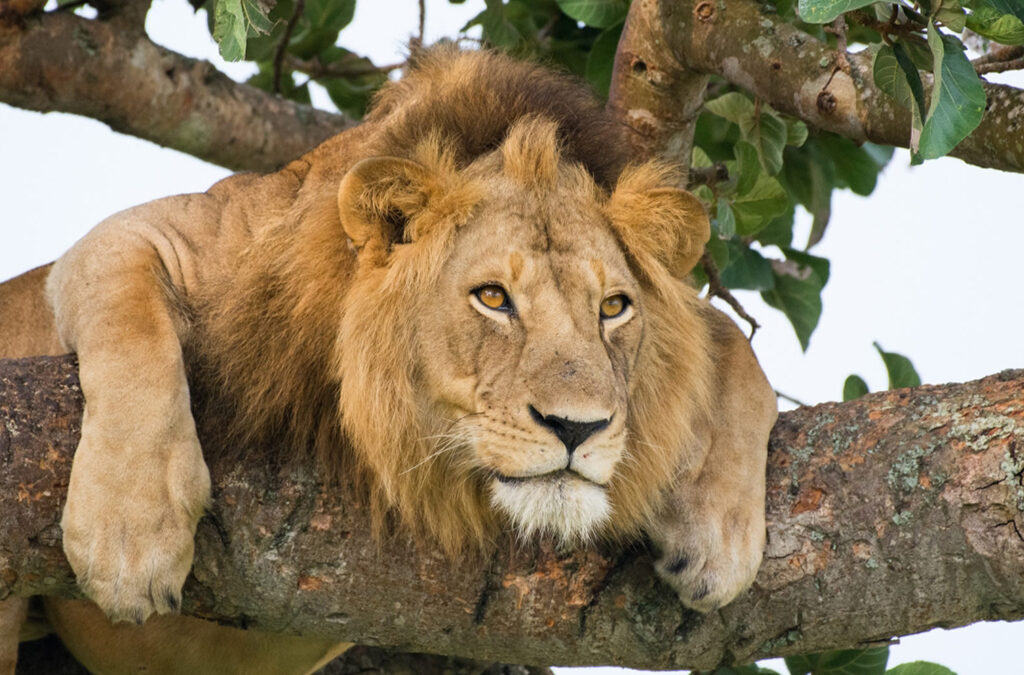 Explore the Amazing Beauty In and Around Queen Elizabeth National Park