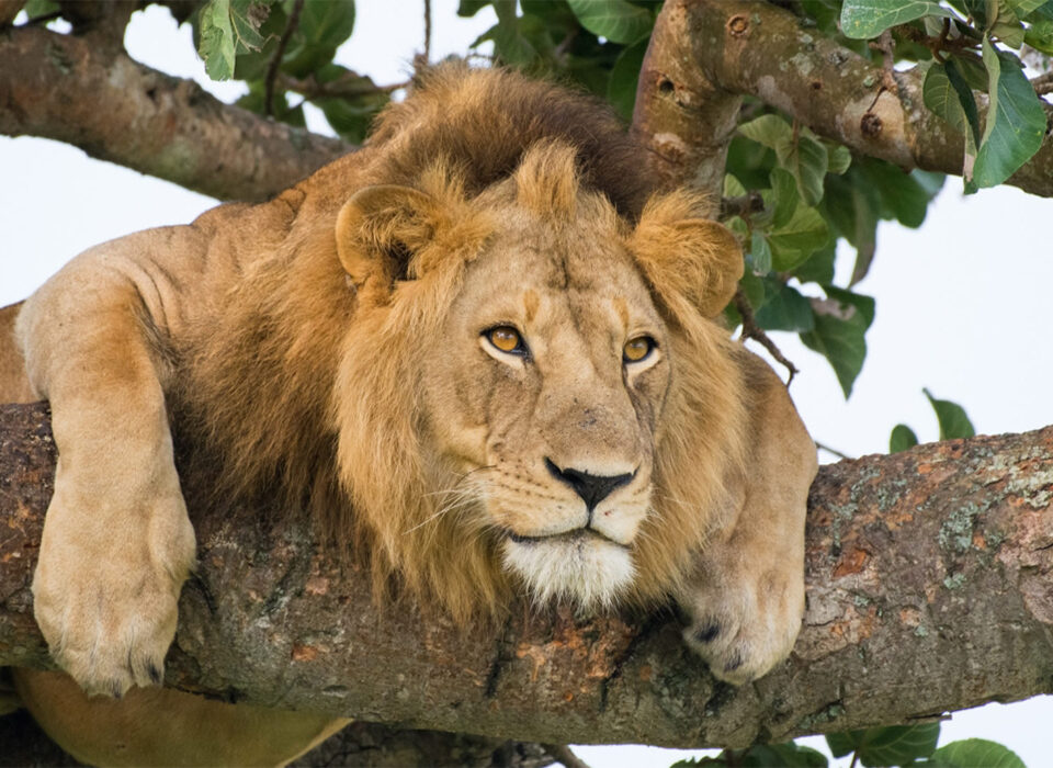 Explore the Amazing Beauty In and Around Queen Elizabeth National Park