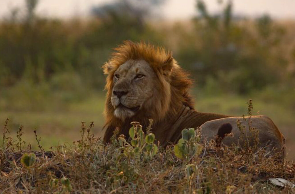 8 Days Uganda Safari from Kigali