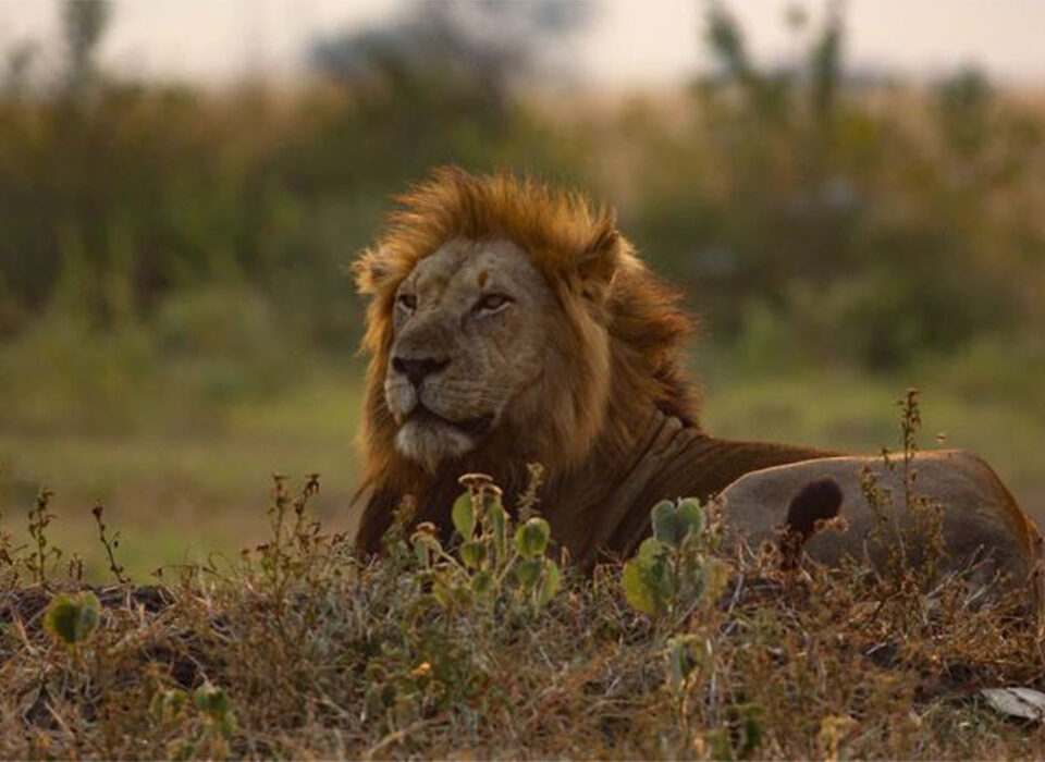 8 Days Uganda Safari from Kigali