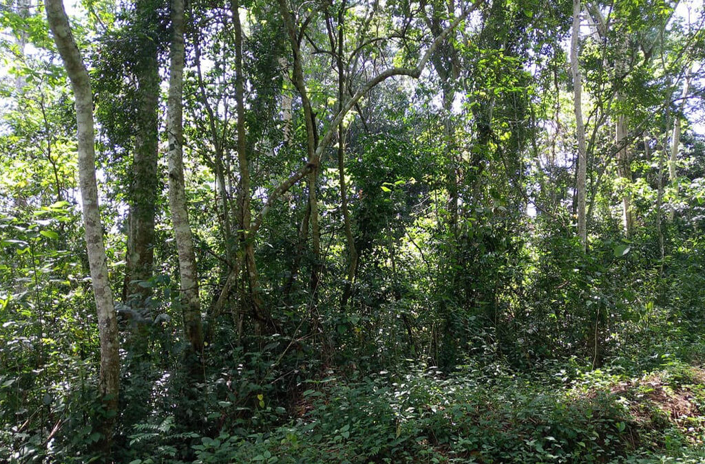 Why Mabira Forest Is a Top Birding Destination