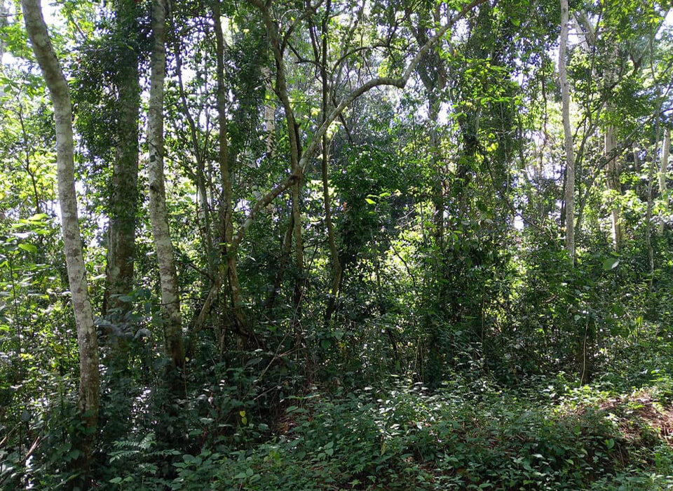 Why Mabira Forest Is a Top Birding Destination