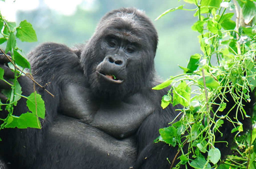 Adventure Tours in Mgahinga Gorilla National Park