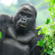 Adventure Tours in Mgahinga Gorilla National Park