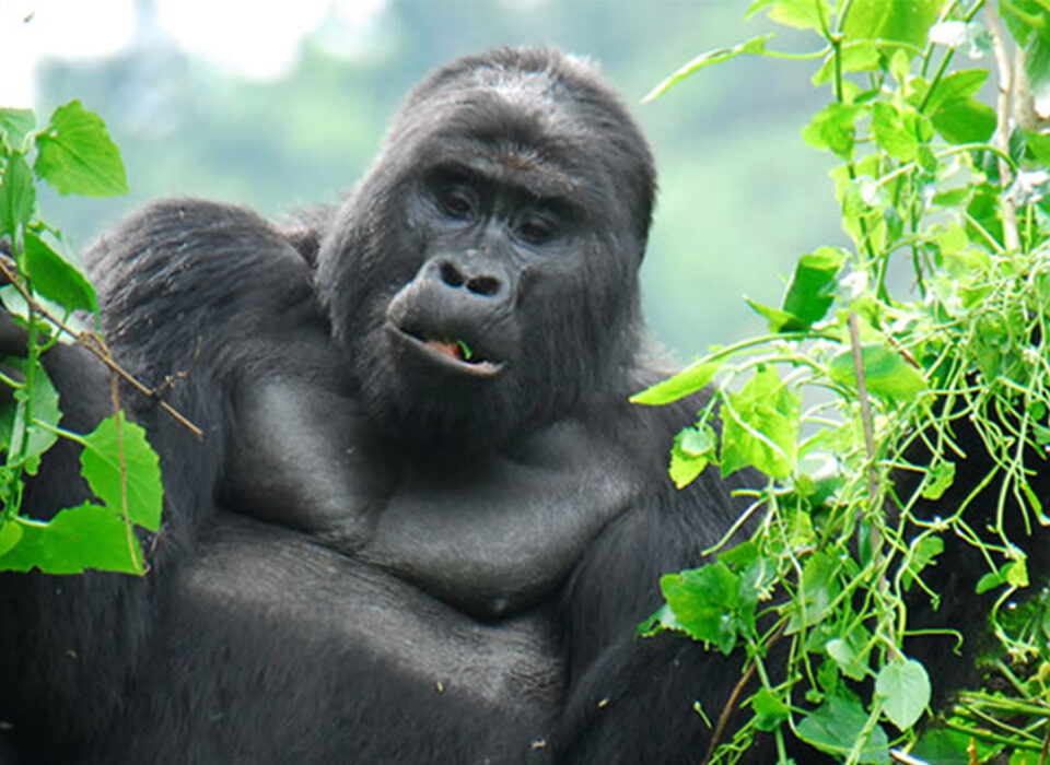 Adventure Tours in Mgahinga Gorilla National Park