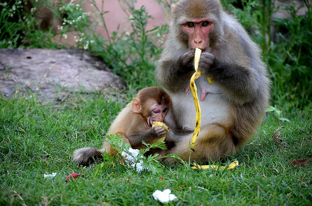 What Do Monkeys Eat?