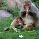 What Do Monkeys Eat?