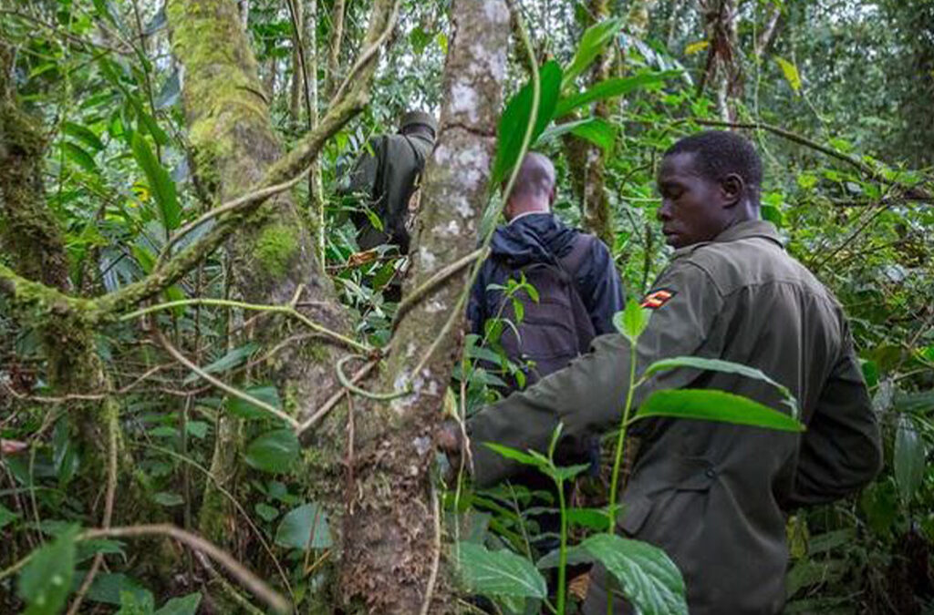 Nature Walks in Mubwindi Swamp, Bwindi Impenetrable National Park
