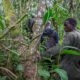 Nature Walks in Mubwindi Swamp, Bwindi Impenetrable National Park
